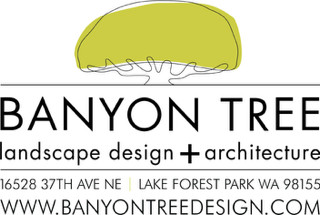 Banyon Tree